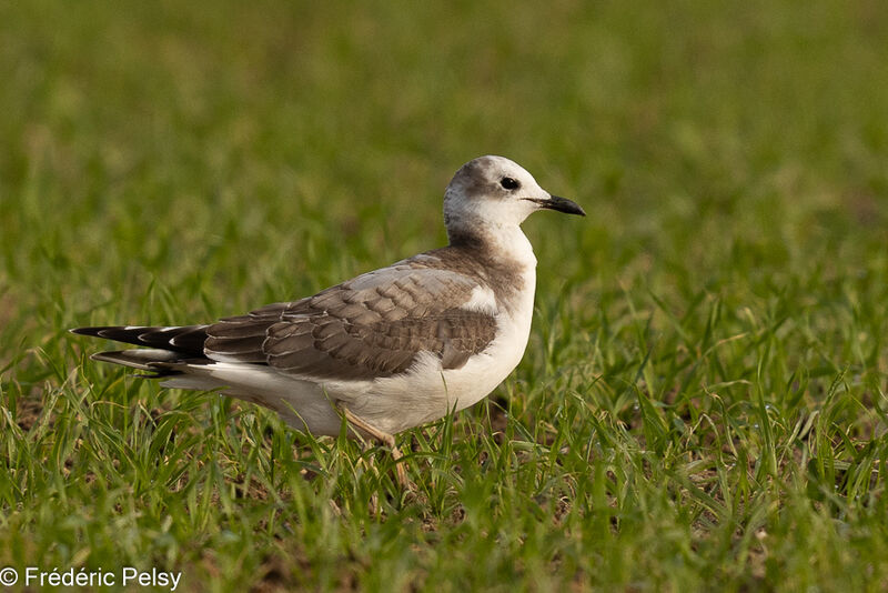 Sabine's GullFirst year