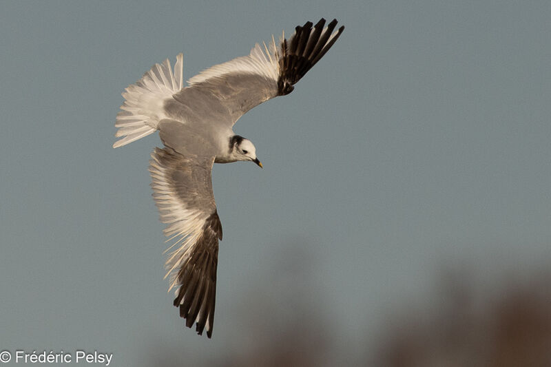 Sabine's Gulladult, Flight