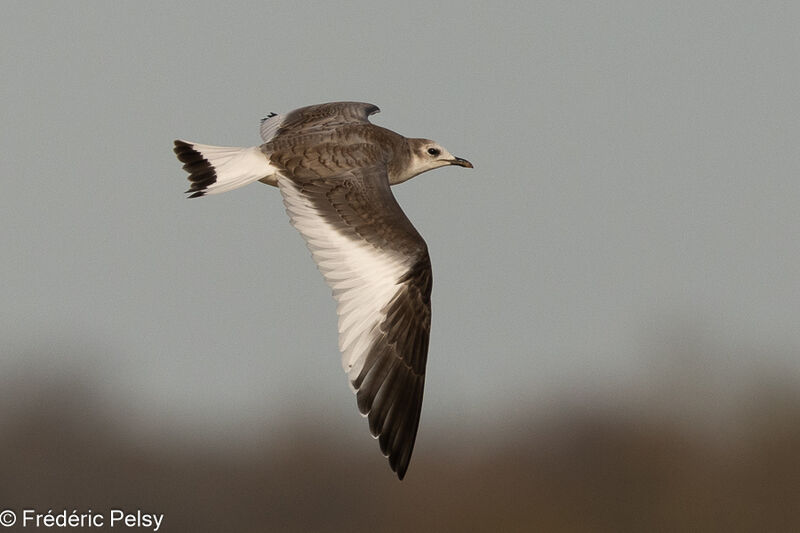 Mouette de Sabine1ère année, Vol