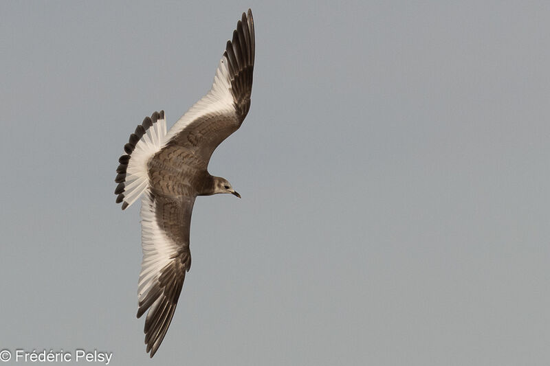 Mouette de Sabine1ère année, Vol