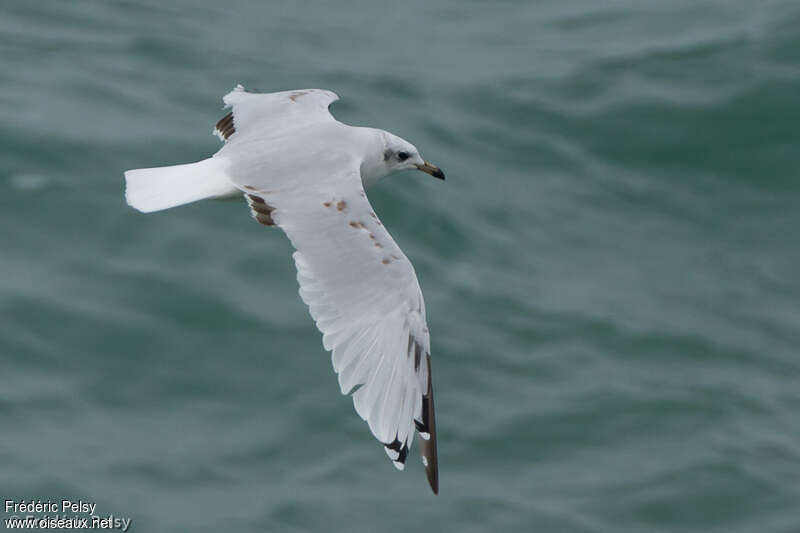 Mediterranean GullSecond year, moulting, Flight