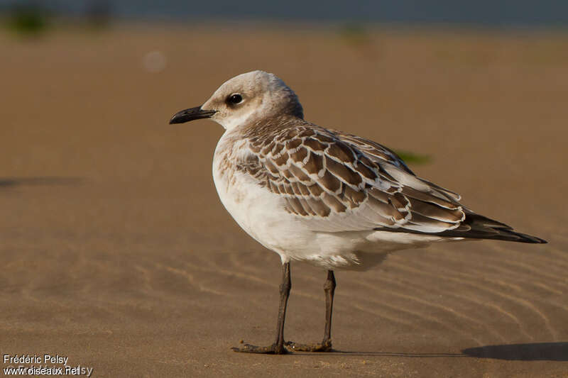 Mouette mélanocéphalejuvénile, identification