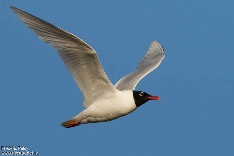 Mediterranean Gulladult breeding, Flight