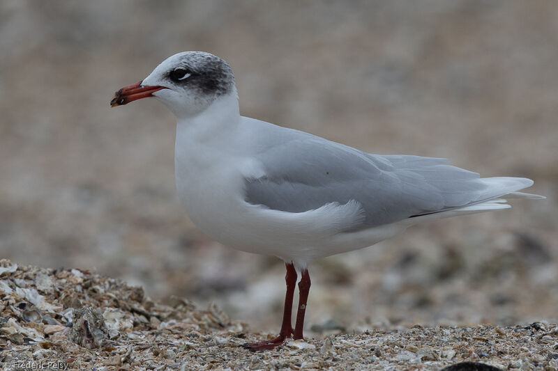 Mediterranean Gulladult post breeding