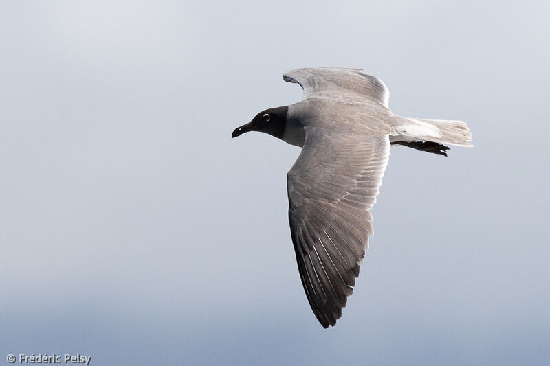 Lava Gull, Flight