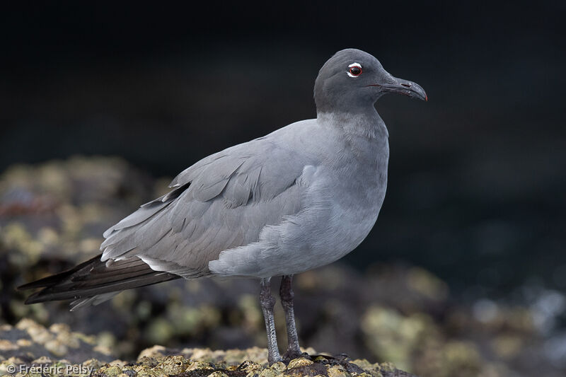 Lava Gull