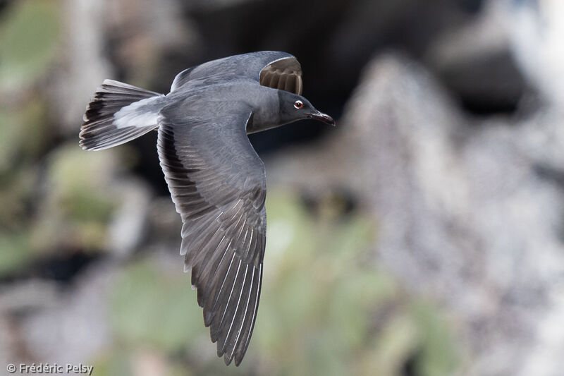 Mouette obscure, Vol