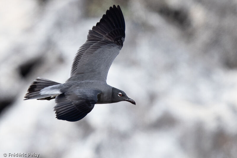 Mouette obscure, Vol