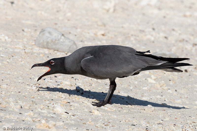 Lava Gull