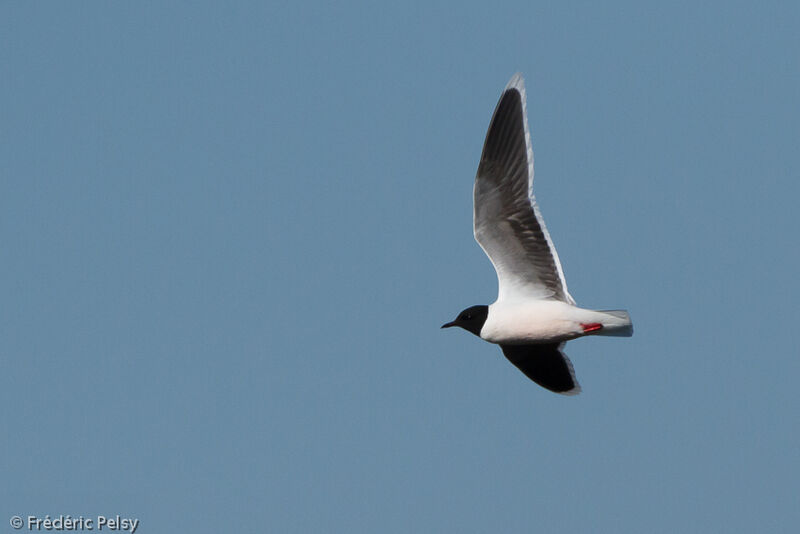 Mouette pygméeadulte