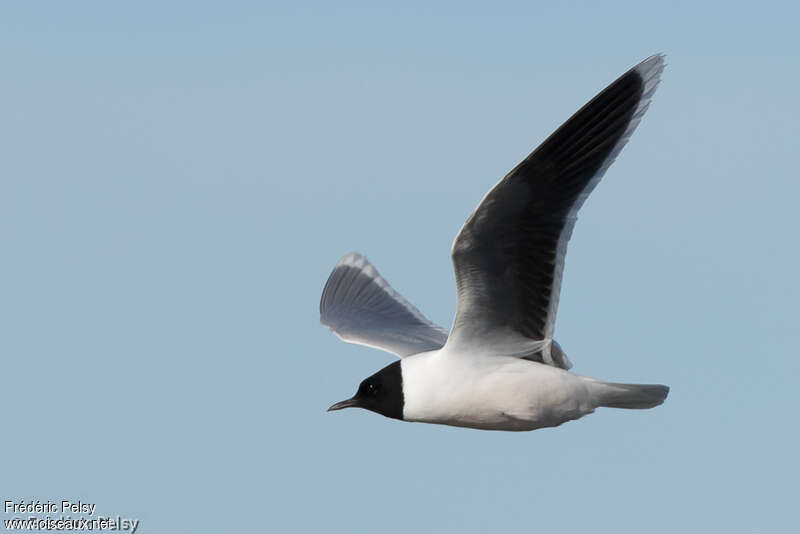 Mouette pygméeadulte nuptial, identification