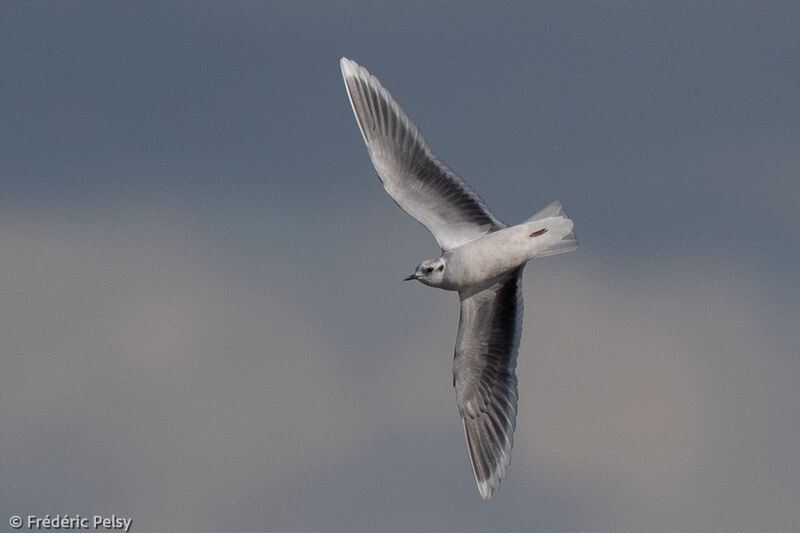 Little Gulladult post breeding, Flight