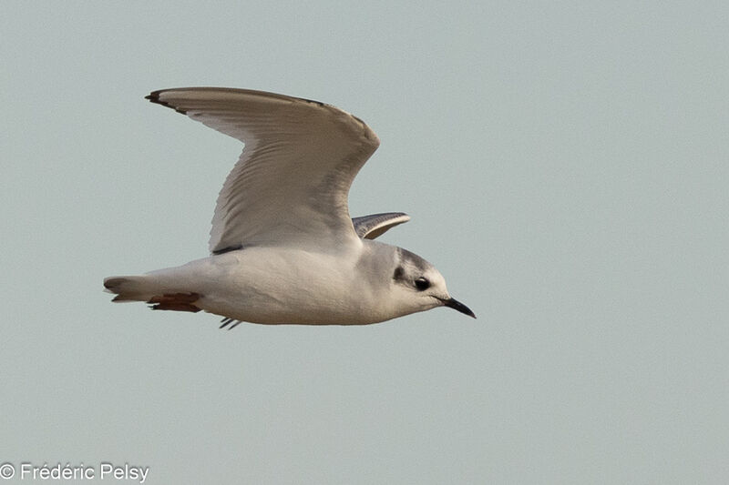 Mouette pygmée1ère année