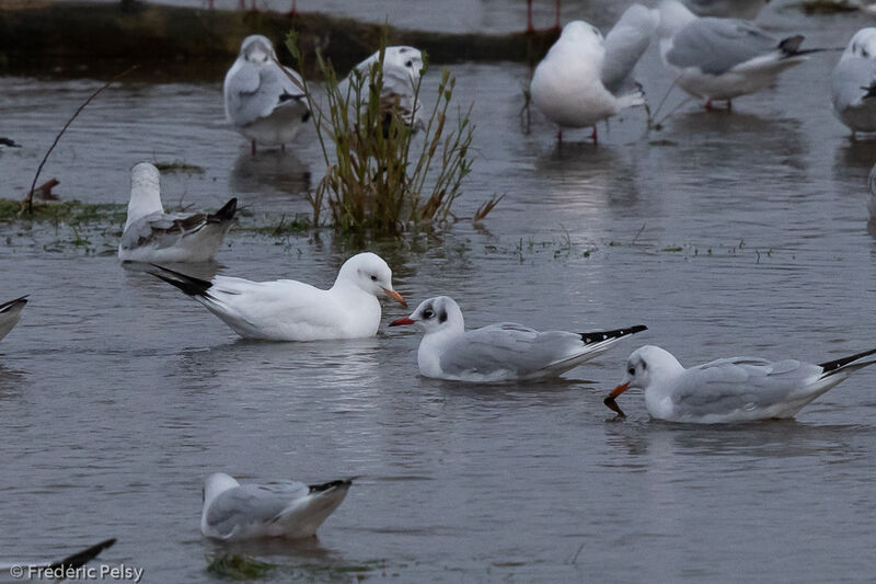 Black-headed Gull