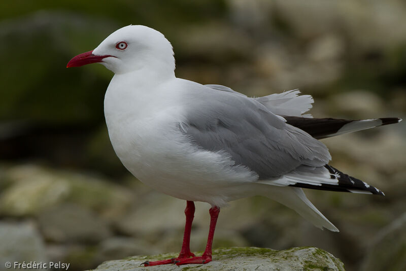 Silver Gull (scopulinus)adult