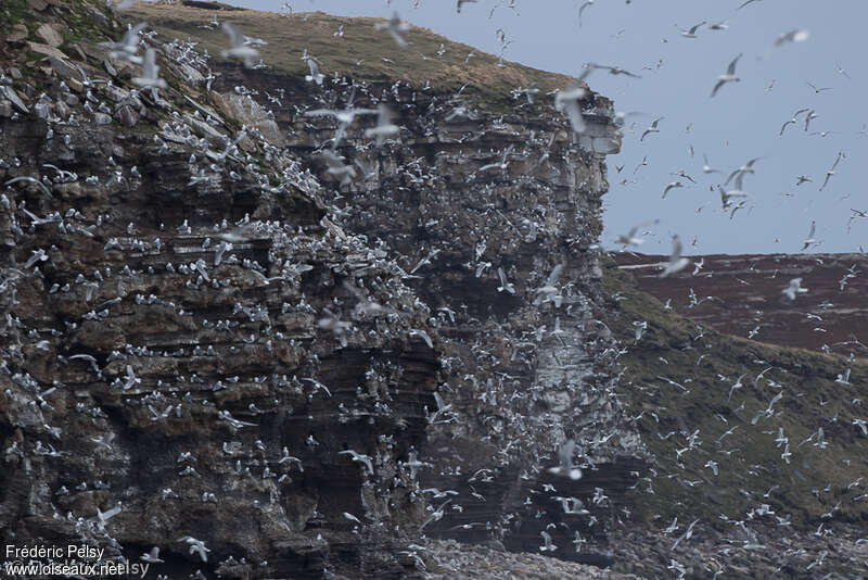 Black-legged Kittiwake, habitat, colonial reprod., Behaviour