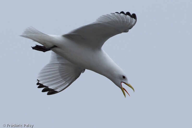 Mouette tridactyleadulte