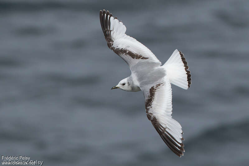 Black-legged KittiwakeSecond year, identification, Flight