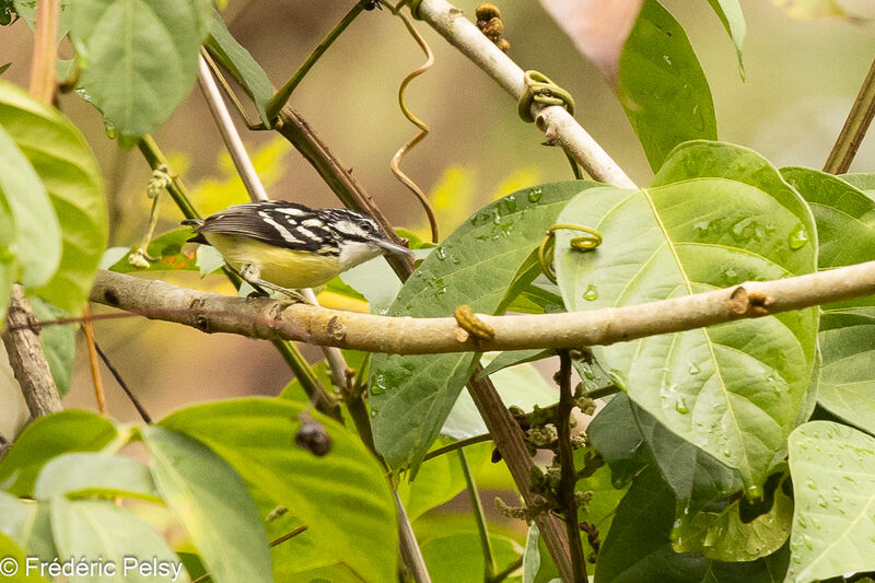 Moustached Antwren male