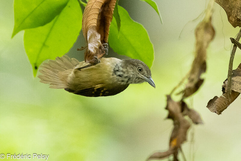 Checker-throated Stipplethroat