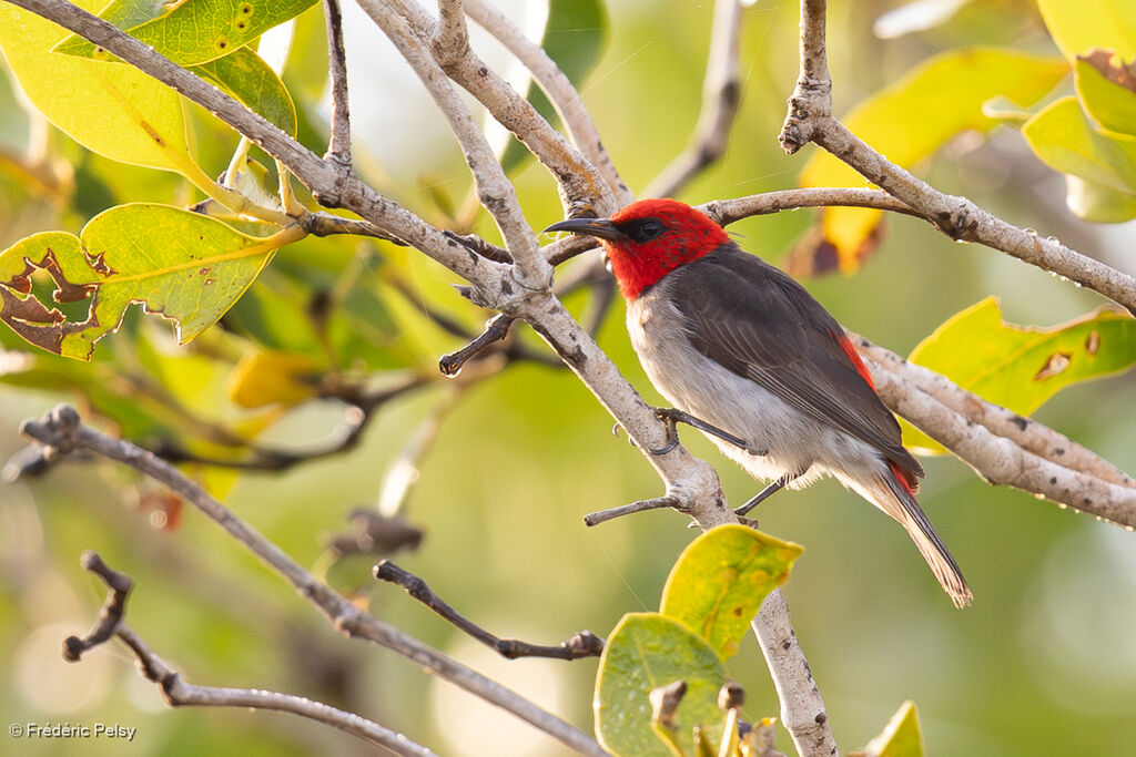 Myzomèle à tête rouge