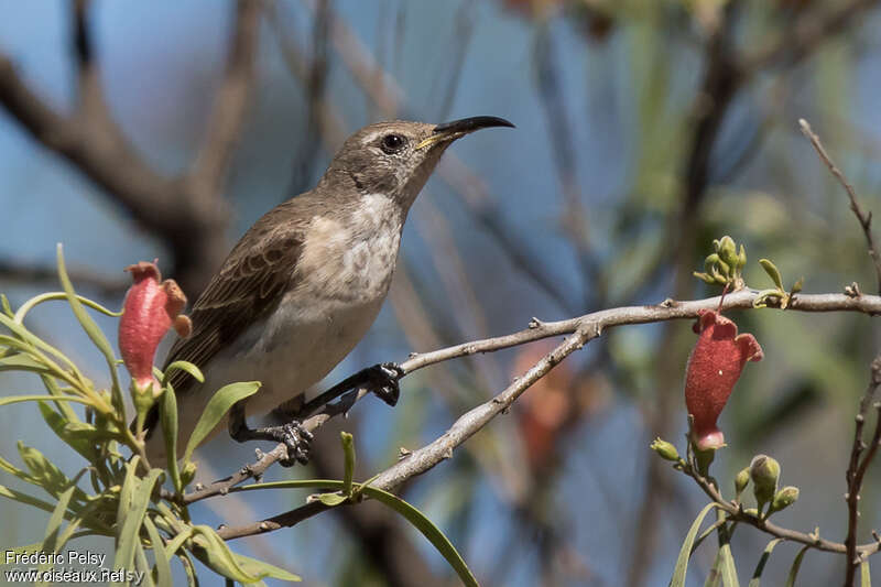 Black Honeyeater female adult, identification