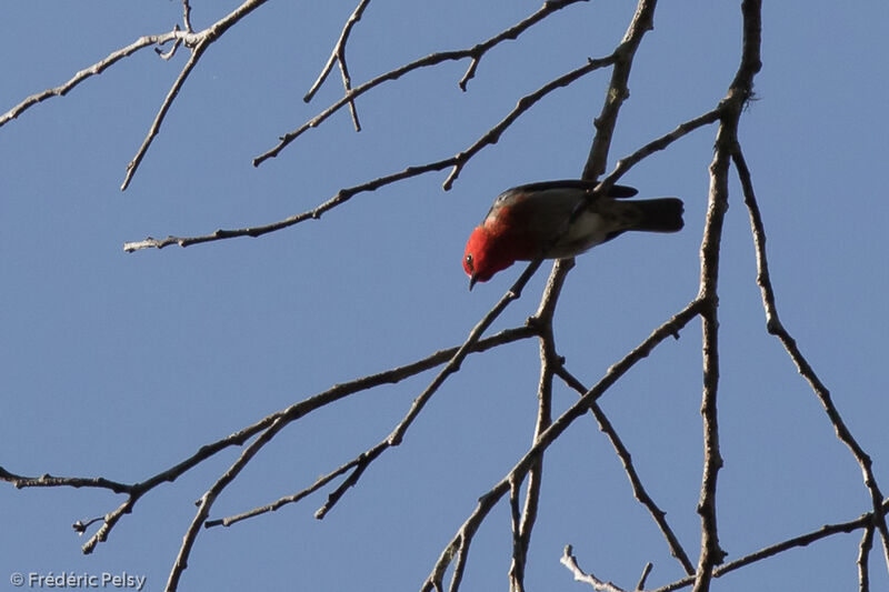 Sulawesi Myzomela male adult