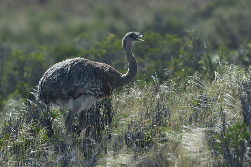 Lesser Rhea