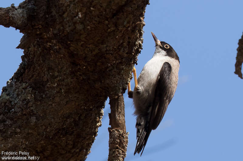 Varied Sittella, identification