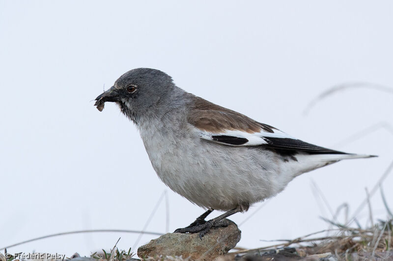 Niverolle alpineadulte, mange