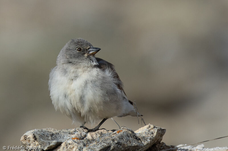 White-winged Snowfinchadult