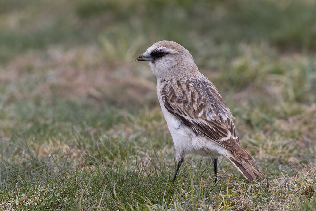 White-rumped Snowfinch