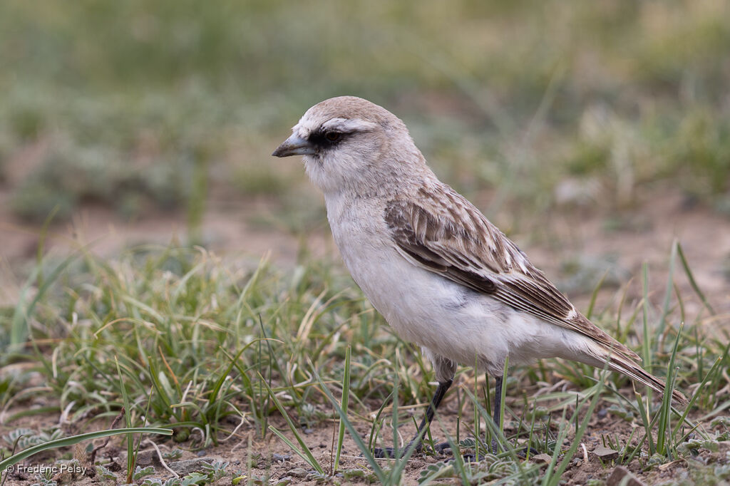 White-rumped Snowfinch