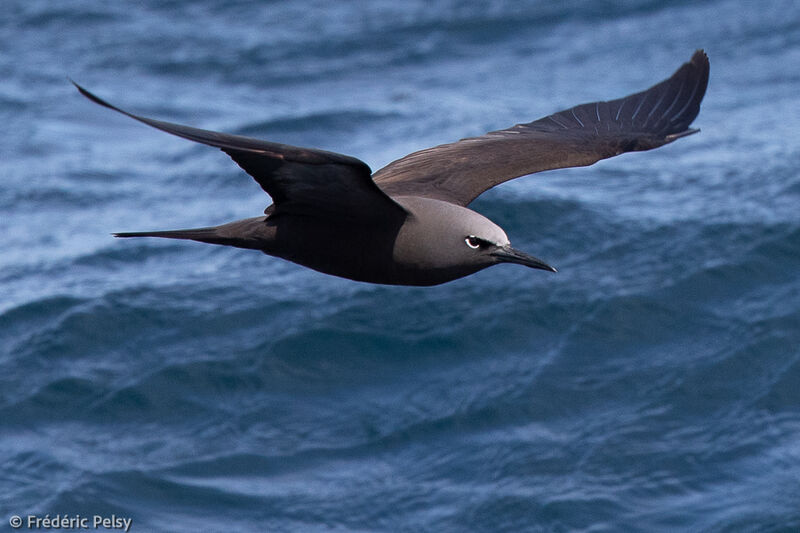 Brown Noddy, Flight