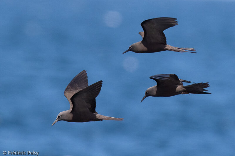 Brown Noddy, Flight