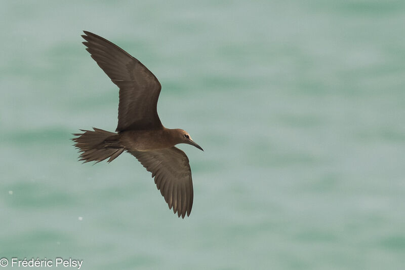 Brown Noddy