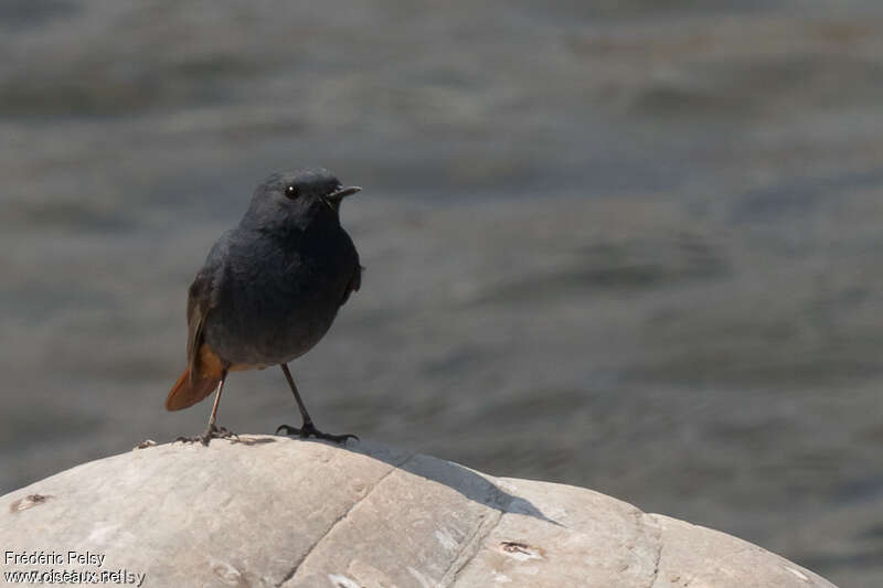 Plumbeous Water Redstart male adult