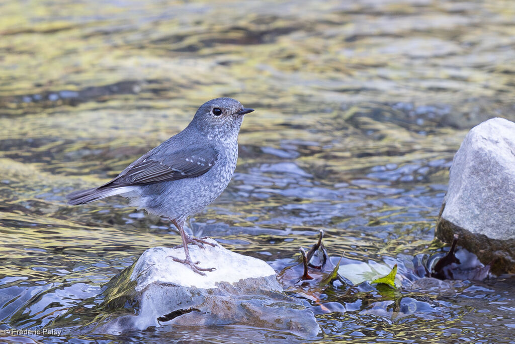 Nymphée fuligineuse femelle