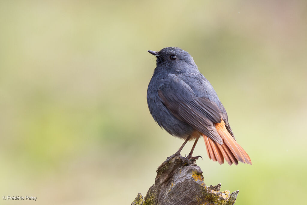Plumbeous Water Redstart