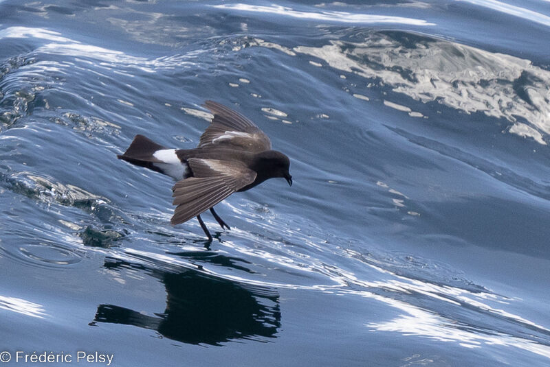 Wilson's Storm Petrel, Flight