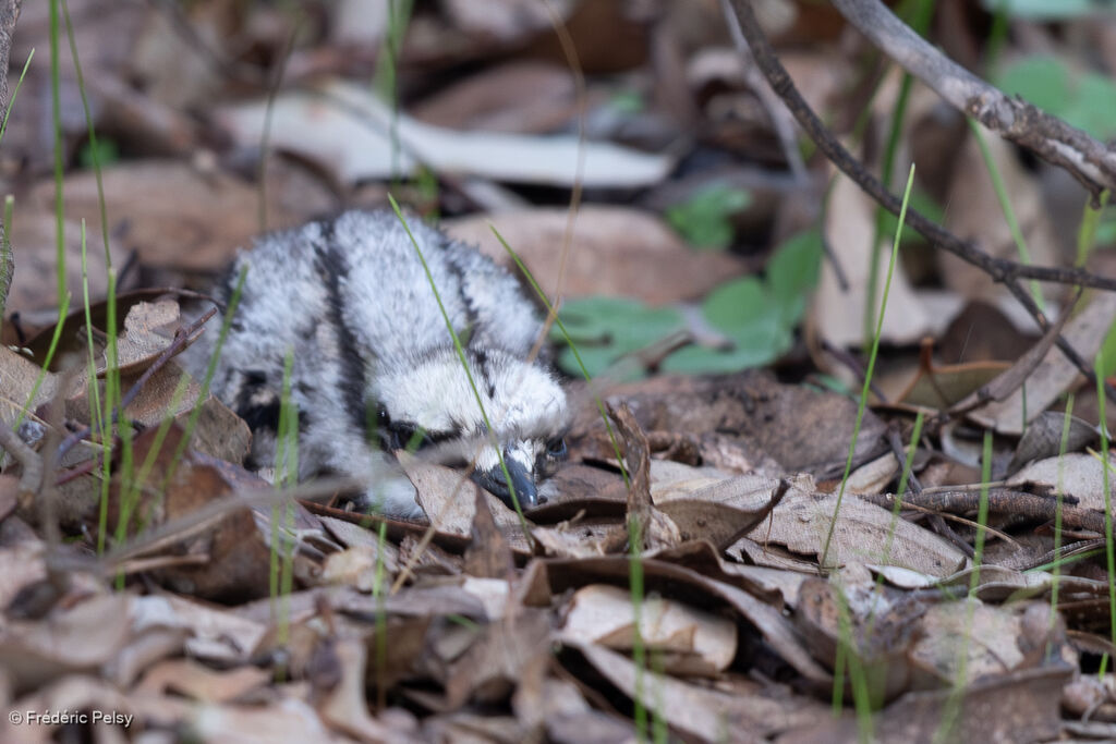 OEdicnème bridéPoussin