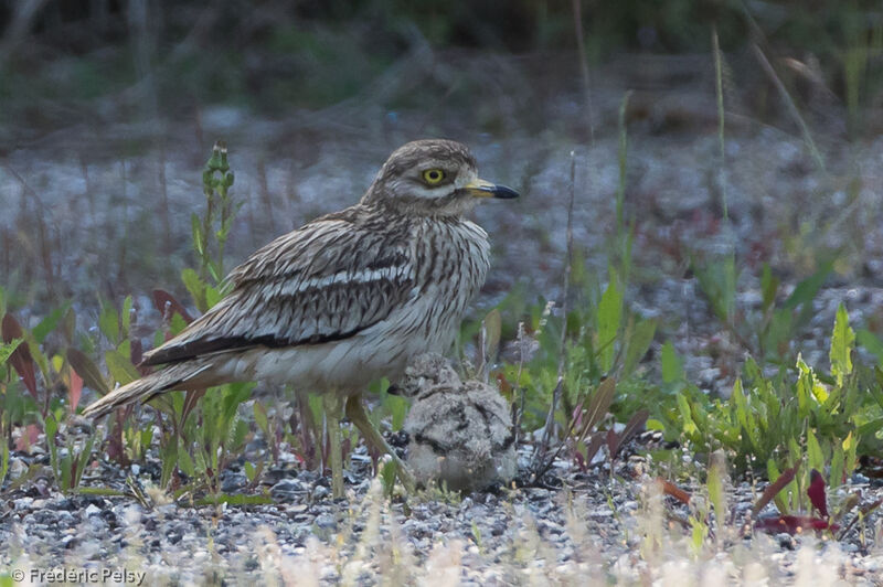 Eurasian Stone-curlew