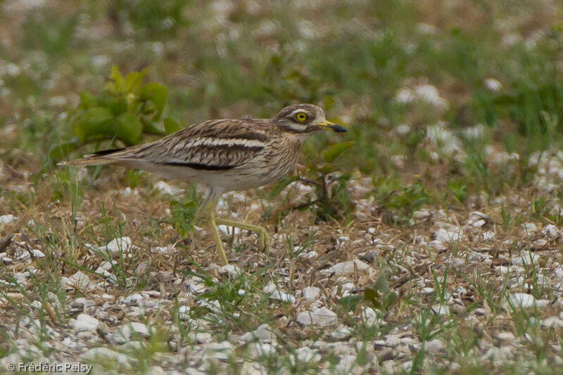 Eurasian Stone-curlewadult