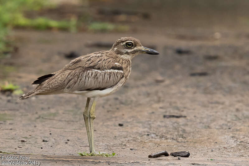 Water Thick-kneeadult, identification