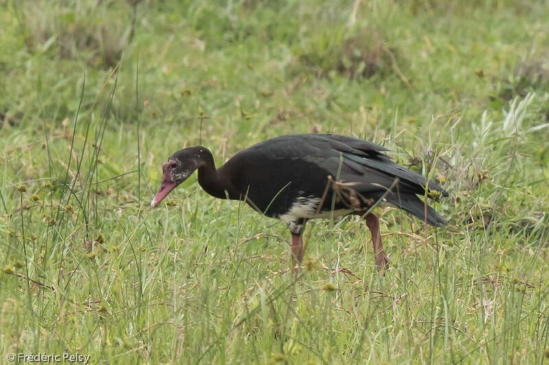 Spur-winged Gooseimmature