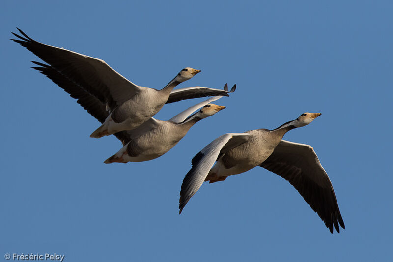 Bar-headed Goose, Flight