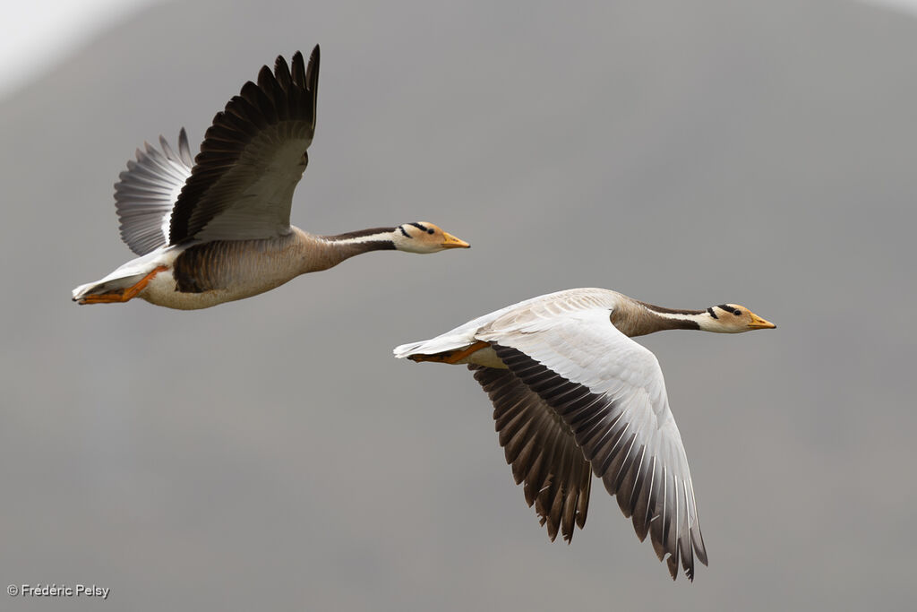 Bar-headed Goose