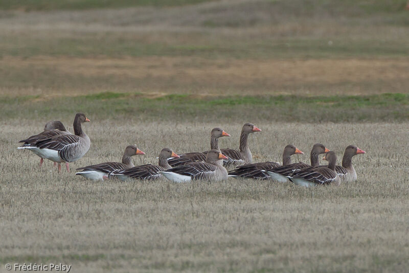 Greylag Goose