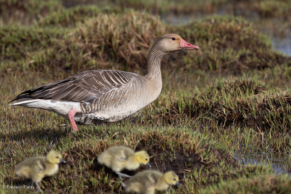 Greylag Goose