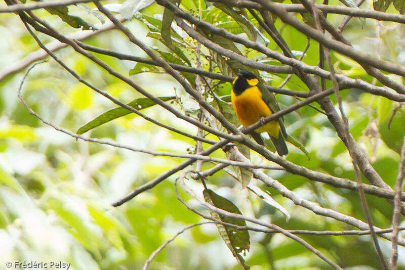 Tit Berrypecker male adult